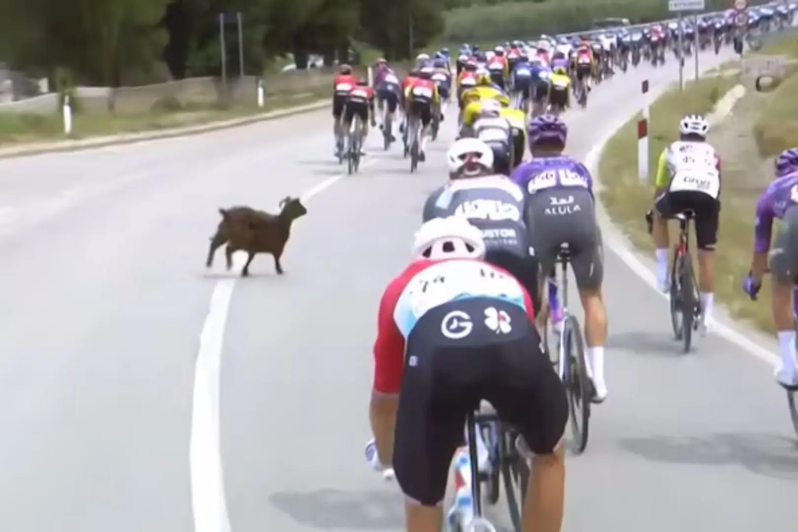 chèvre course Giro